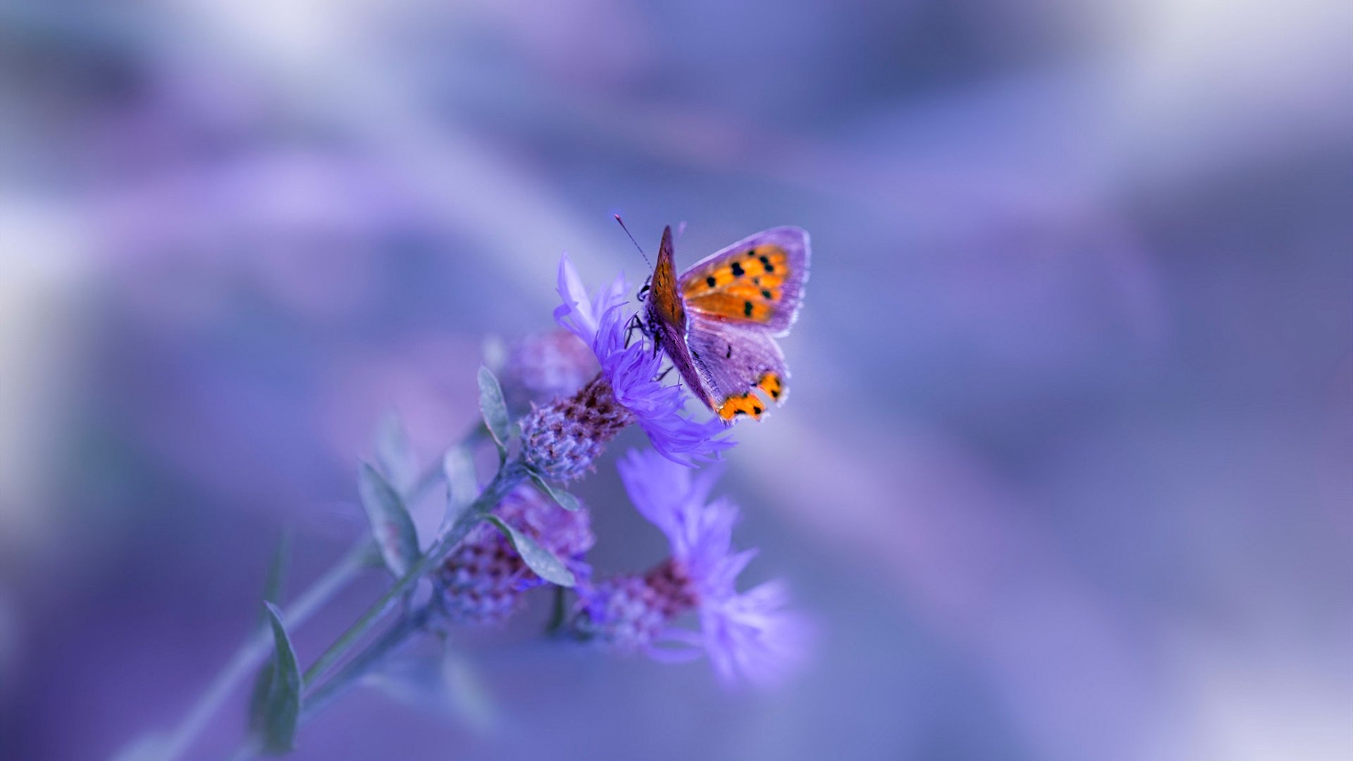 球场即战场,当郑思维用羽拍点燃碾压巴黎的火焰