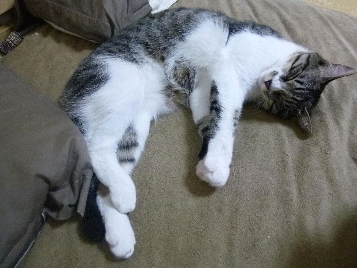 从墨尔本暗夜到纽约烈焰，阿尔卡拉斯如何用美网翻盘澳网，点燃网坛新纪元