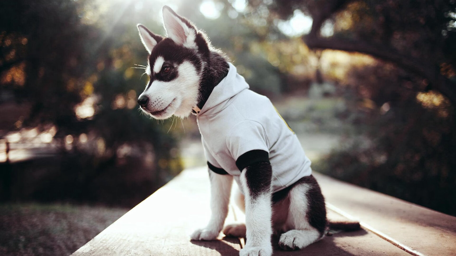 韧性的胜利与孤独的燃烧,韩国队的翻盘与桃田贤斗的重生