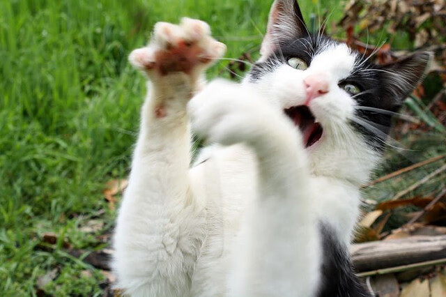 赛道上的国际象棋，阿斯顿马丁轻取威廉姆斯，勒克莱尔关键制胜