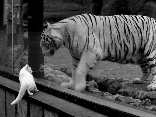 为国而战比大满贯更荣耀？德约科维奇的联合杯高光碾压美网