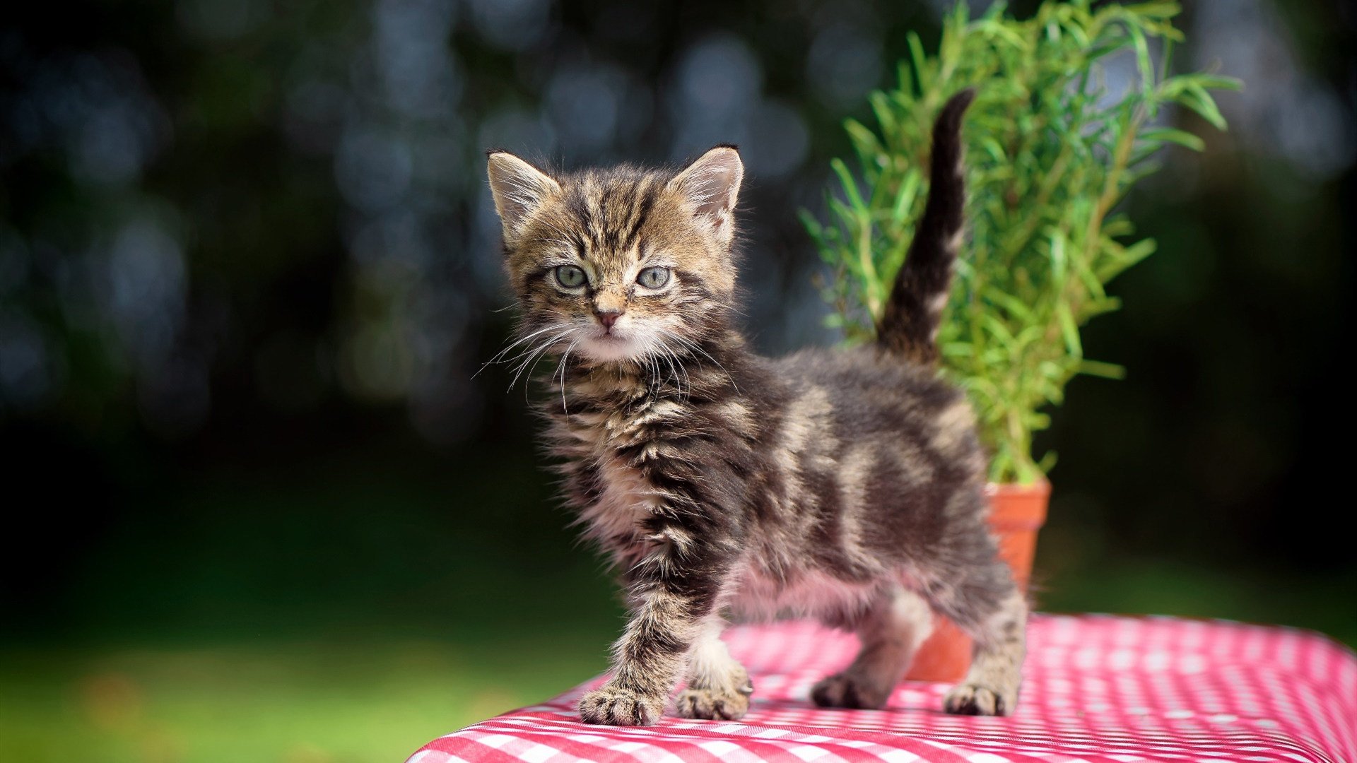 终场哨前的神迹,波尔一剑封喉,瑞典队绝境逆转波兰
