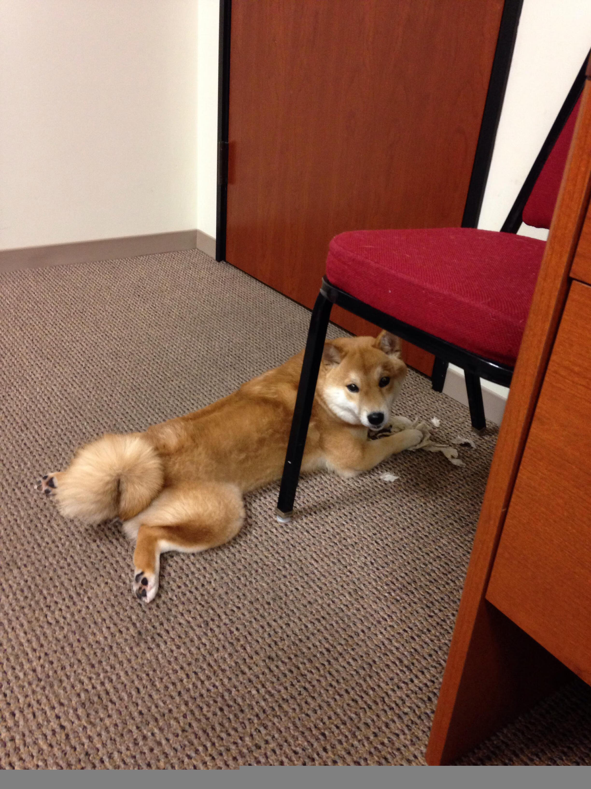 樱花与铁十字,当东方新锐力克宿敌,日耳曼传奇正写就孤独史诗