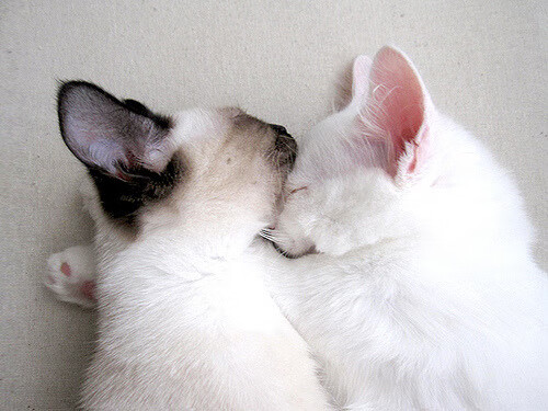 当库里面对晋湖联军，致命三分改写另类篮球史