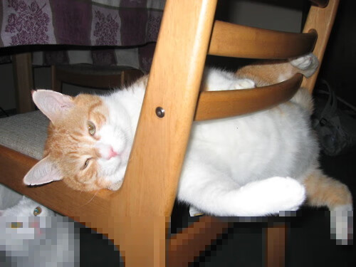 加克波，尼斯争冠路上的节奏引擎，毕尔巴鄂防线在他面前失灵