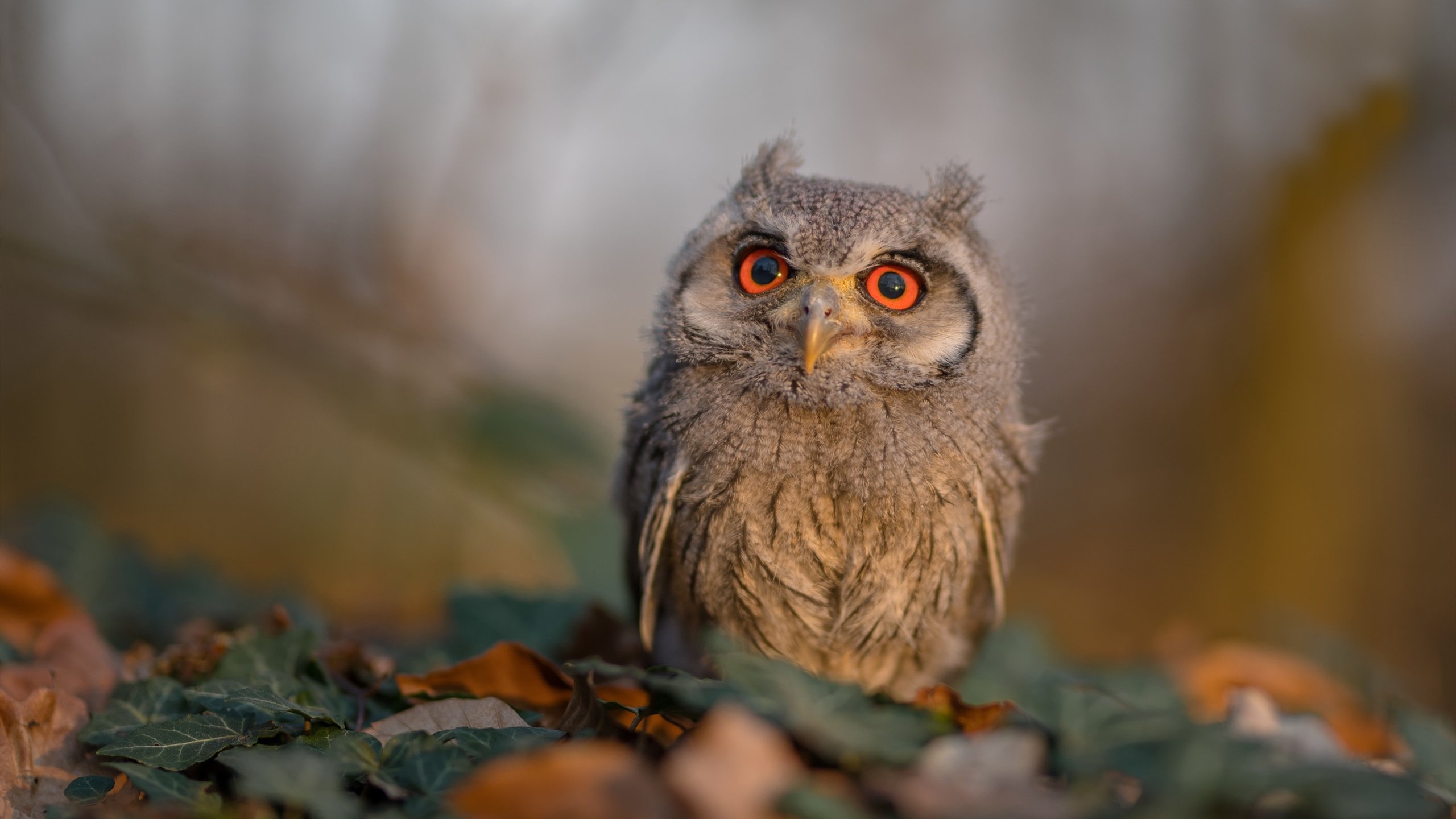 加克波,刺穿永恒之城的荷兰利刃