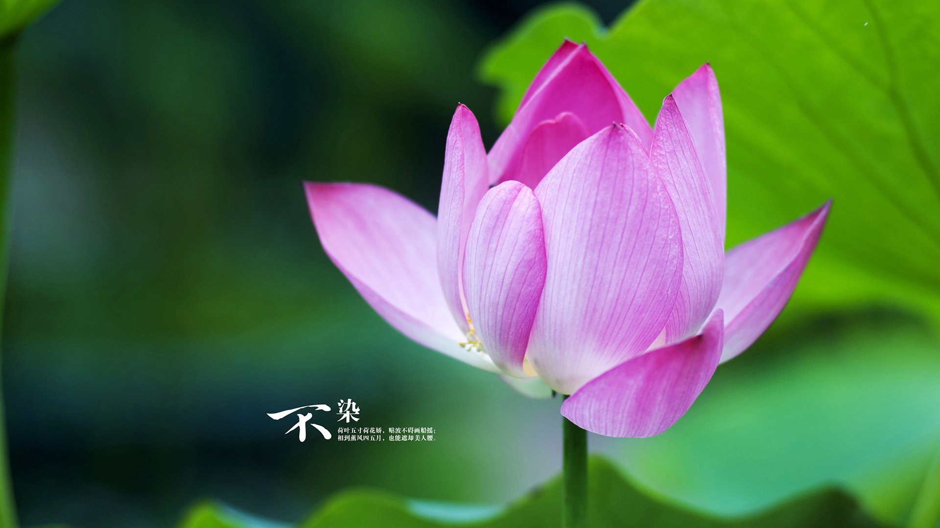 偶然与必然,体育史诗的双重奏