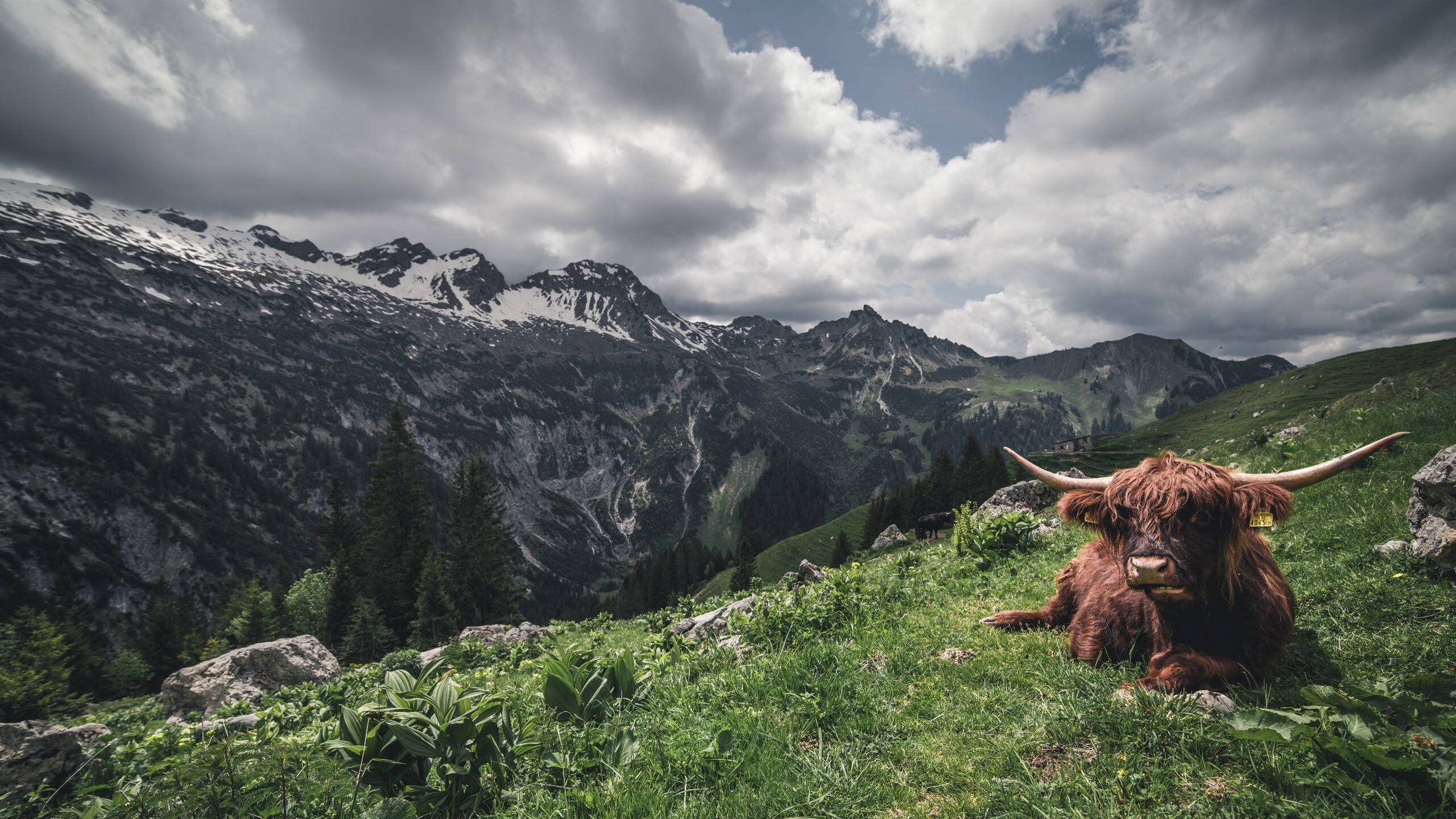 独舞与铁幕，西亚卡姆风暴与尼克斯的窒息式胜利