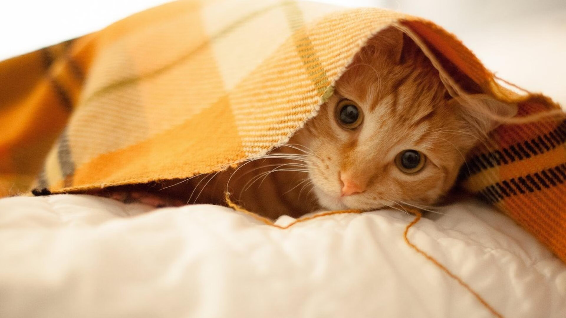 开云体育中国-孤岛的轰鸣，凯塞多在雷恩的暮色中划亮切尔西的灯塔