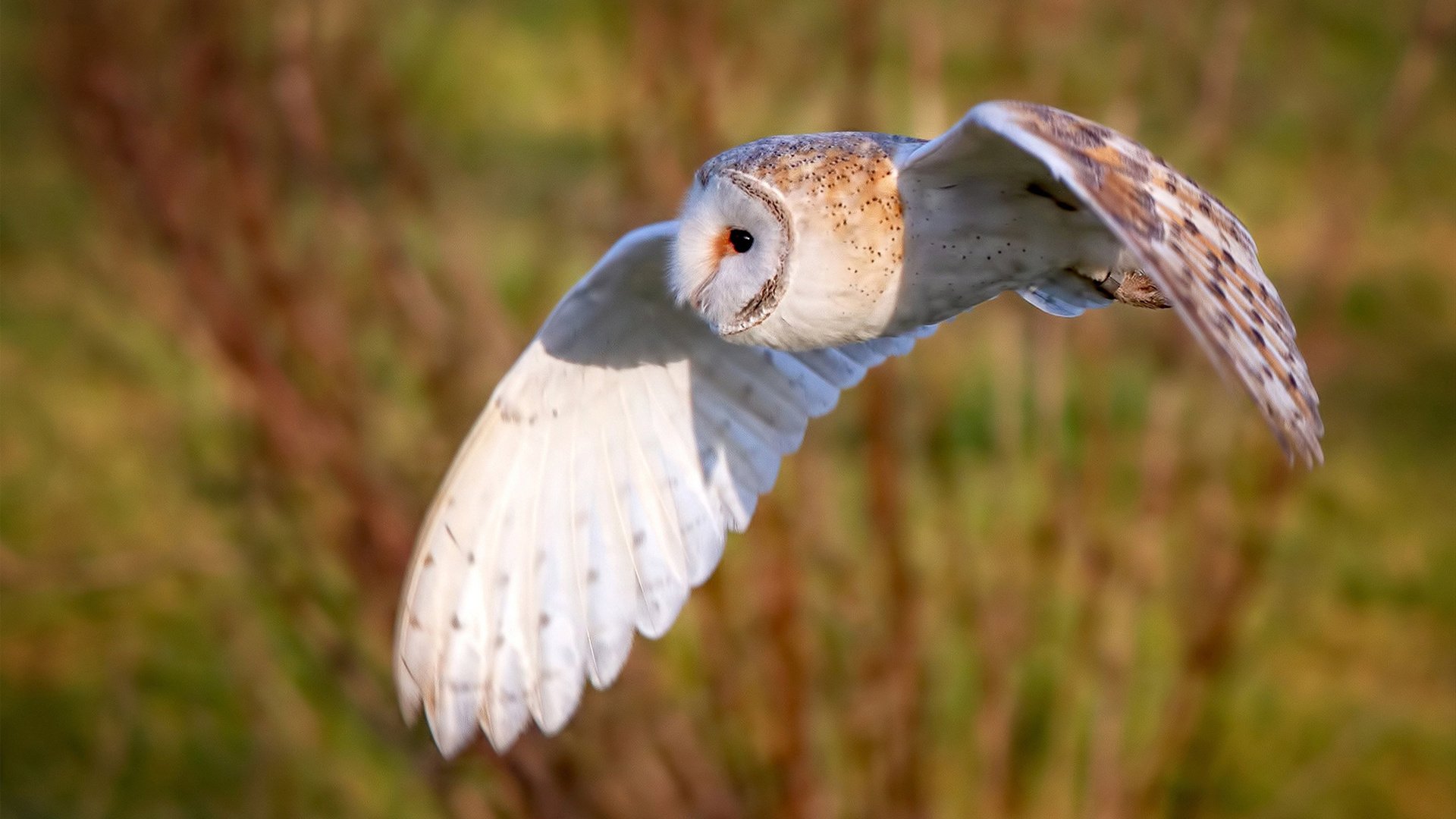 足球世界的双重奏,姆巴佩个人爆发与南非团队轻取阿尔及利亚的启示