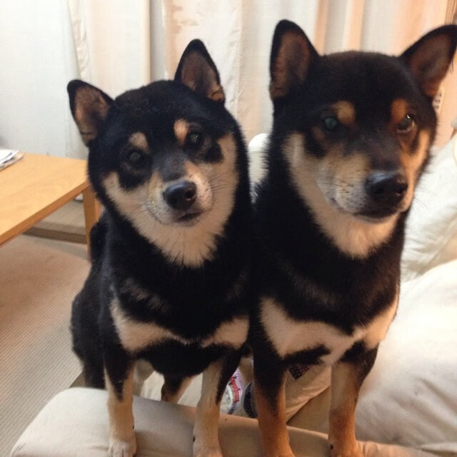 戈麦斯独中三元,AC米兰友谊赛横扫阿尔及利亚