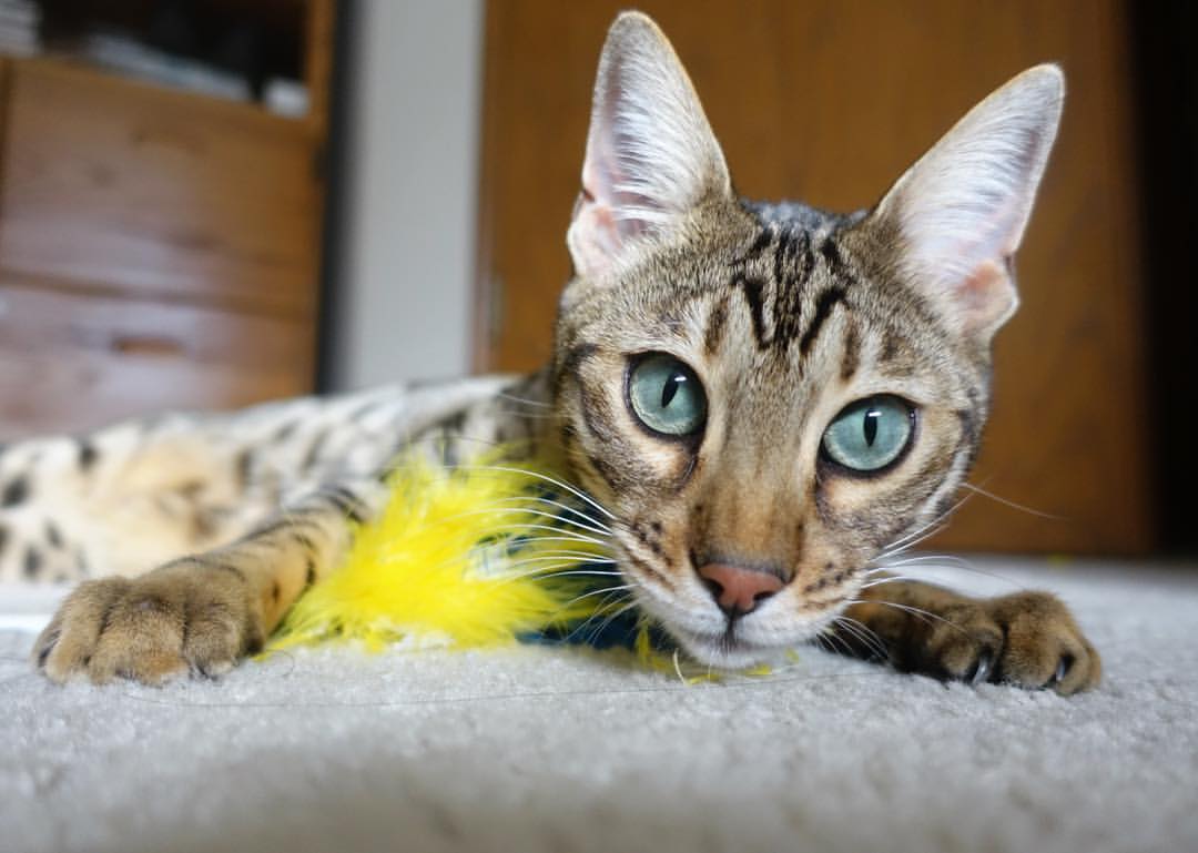 伊布，用意大利的方式告别意大利