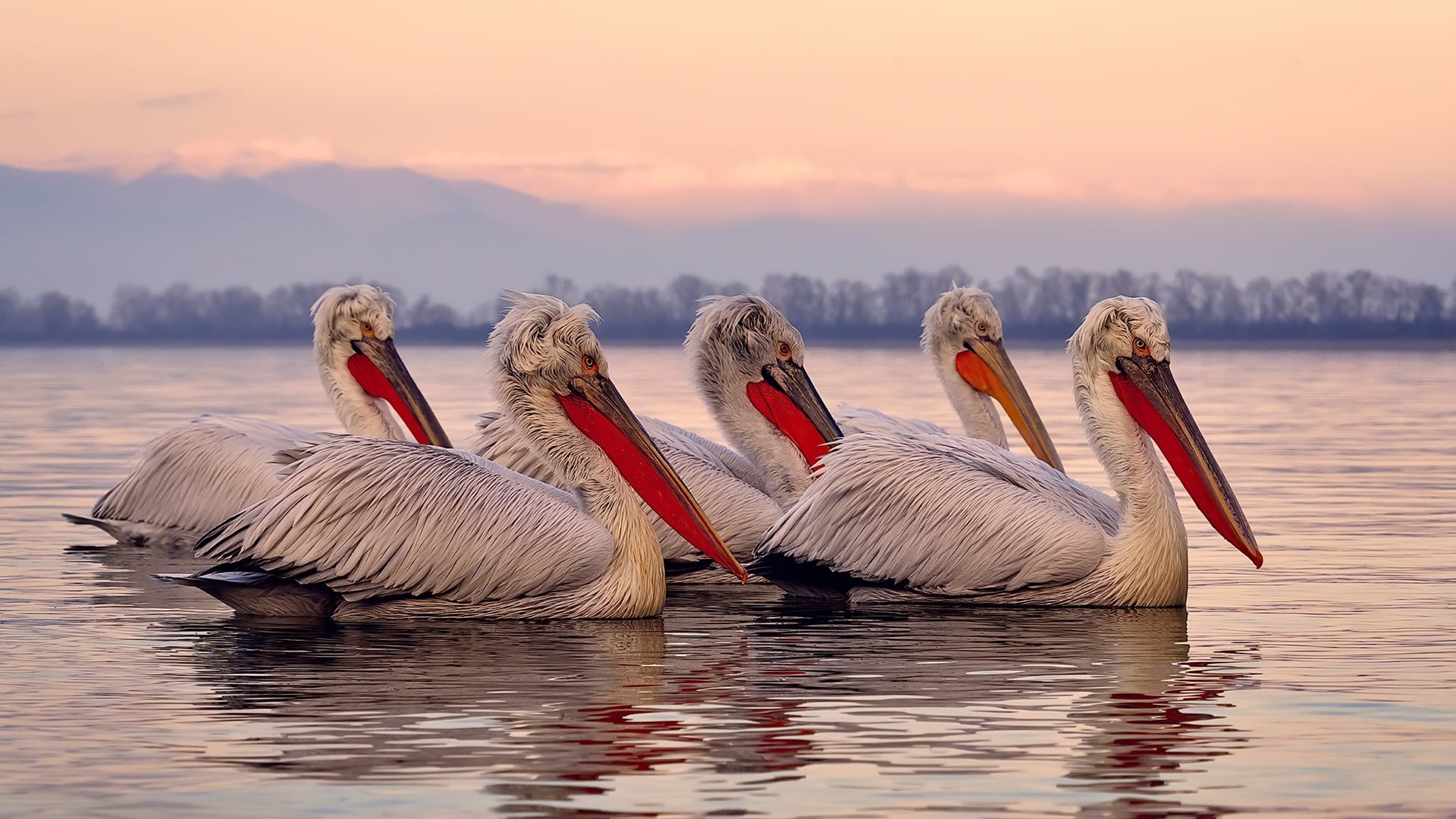 夜幕下的鏖战，压力熔炉中，阿圭罗一剑封喉