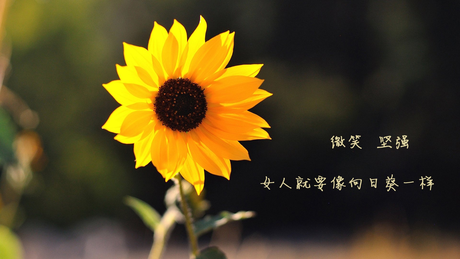 古老仪式与现代机械的对话，当秘鲁在绿茵场碾压德甲精密战车