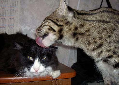 政治如球场，当巴黎强行终结伊拉克，佩德里在NBA总决赛接管比赛