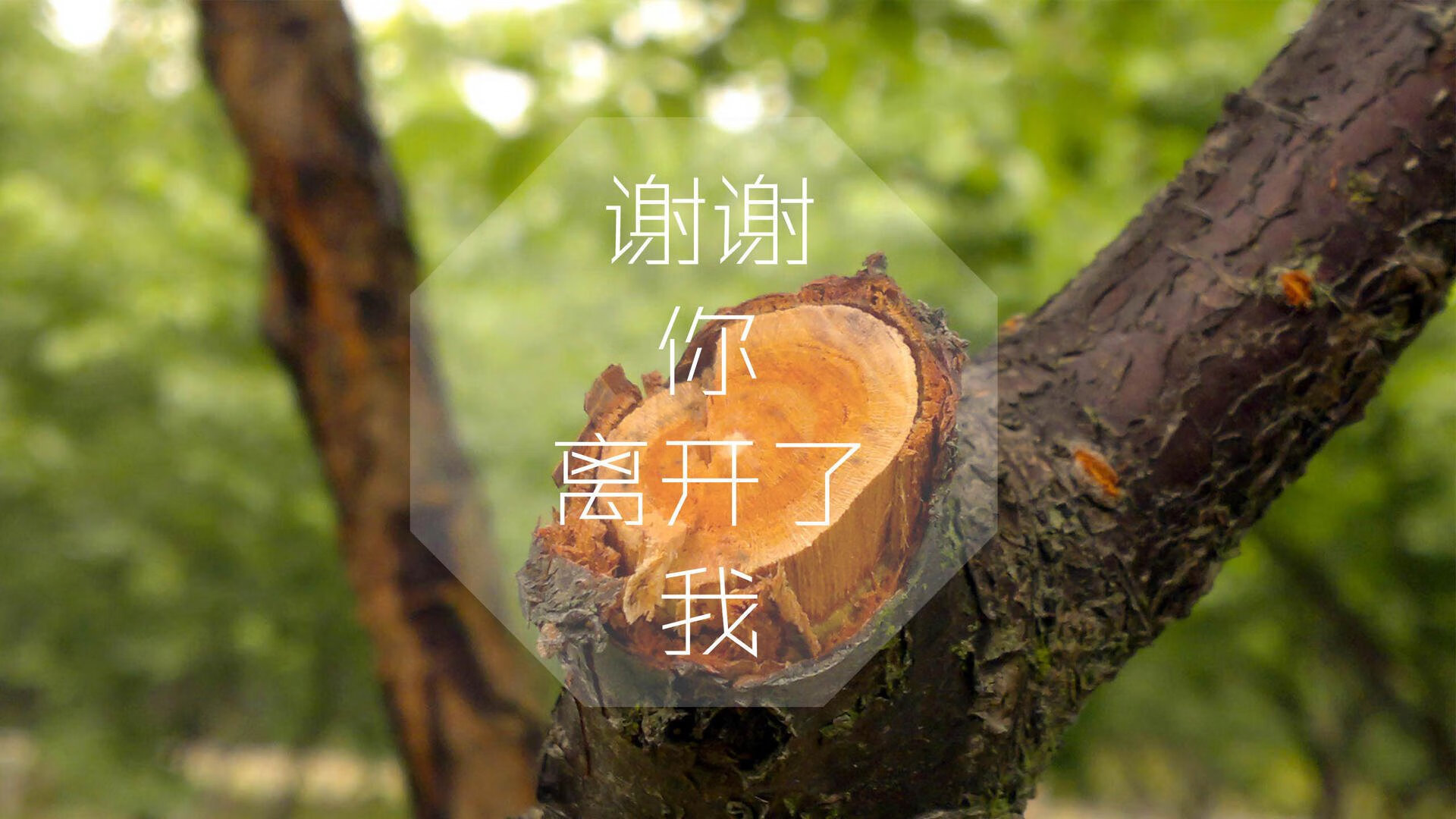 沉默的星条旗,当美国足球在G组掐灭英格兰的傲慢,托纳利与替补奇兵书写2026世界杯最冷一夜